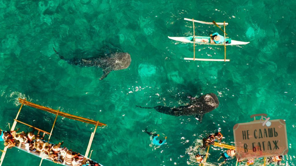 Плавание с китовыми акулами в Ослобе Себу