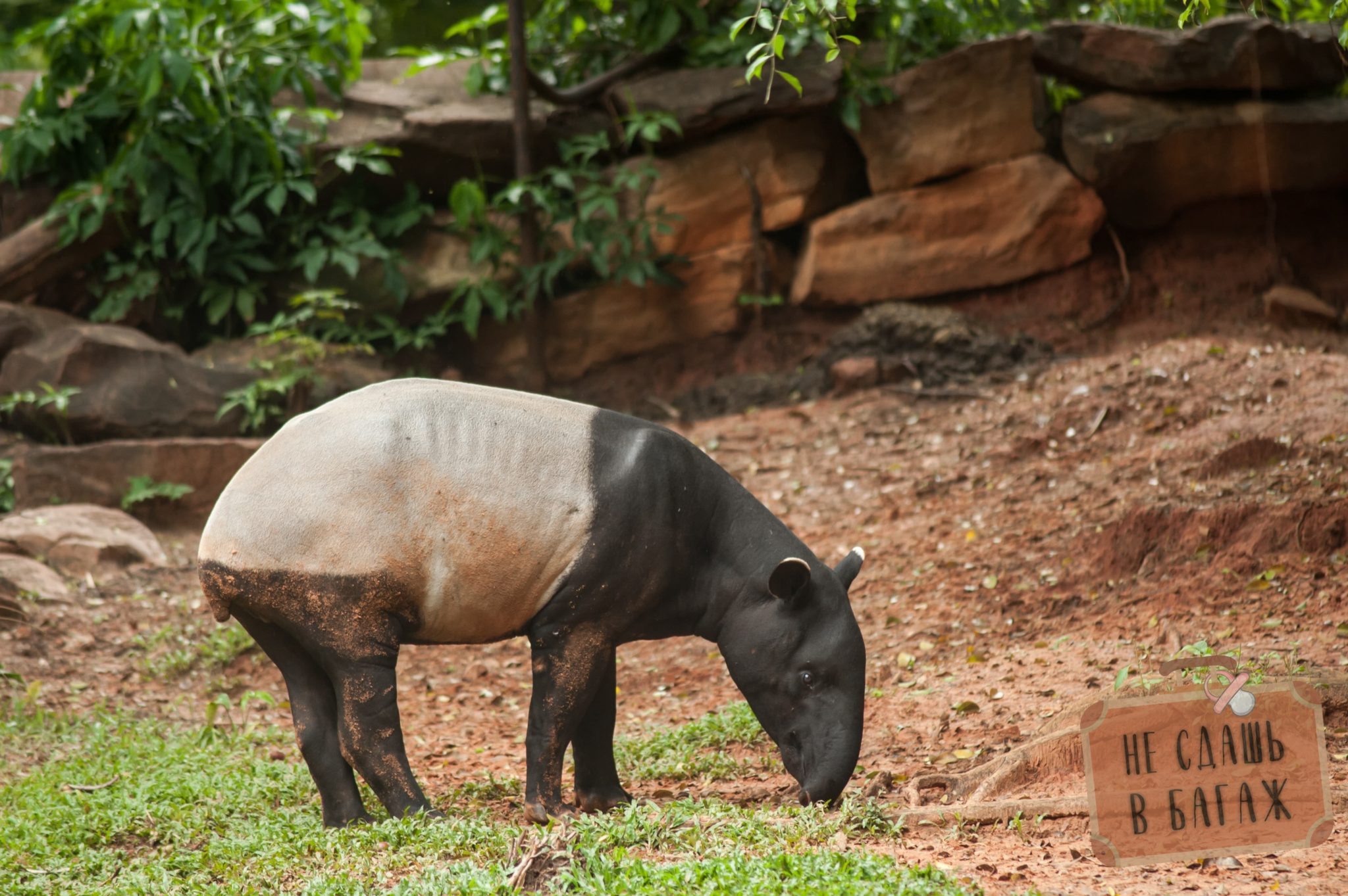 Тапир в зоопарке Сингапура