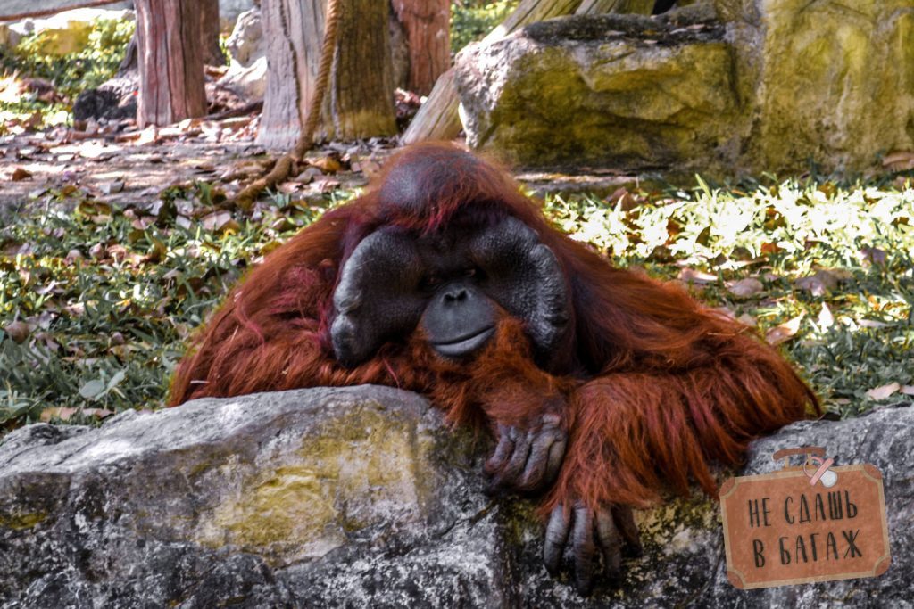 Грустный, потому что одинокий, орангутанг в зоопарке Чиангмай