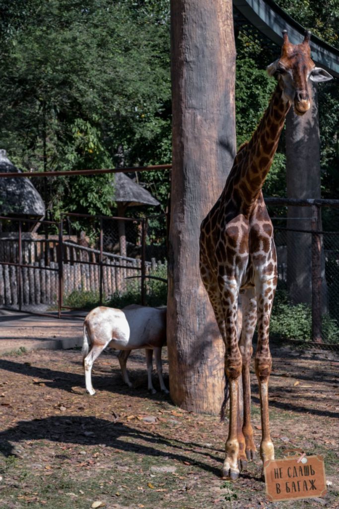 Жираф в зоопарке Чиангмай