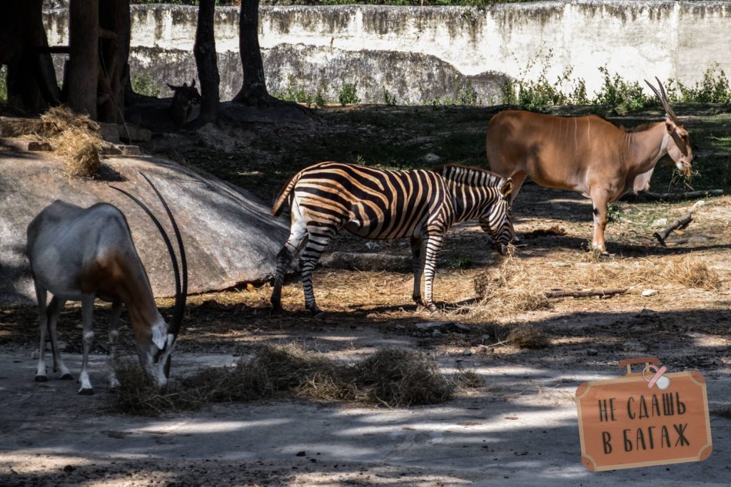 Зебры в зоопарке Чиангмай
