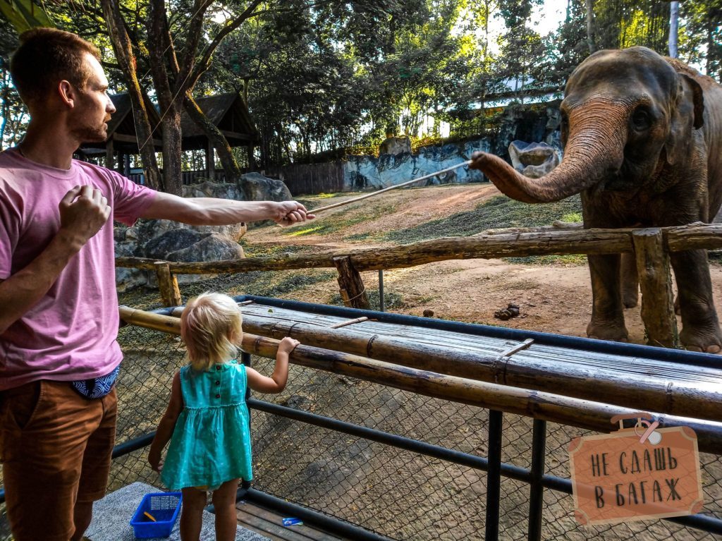 Кормление слонов в зоопарке Чиангмай