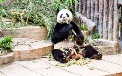 Панда в зоопарке Чиангмай во время обеда