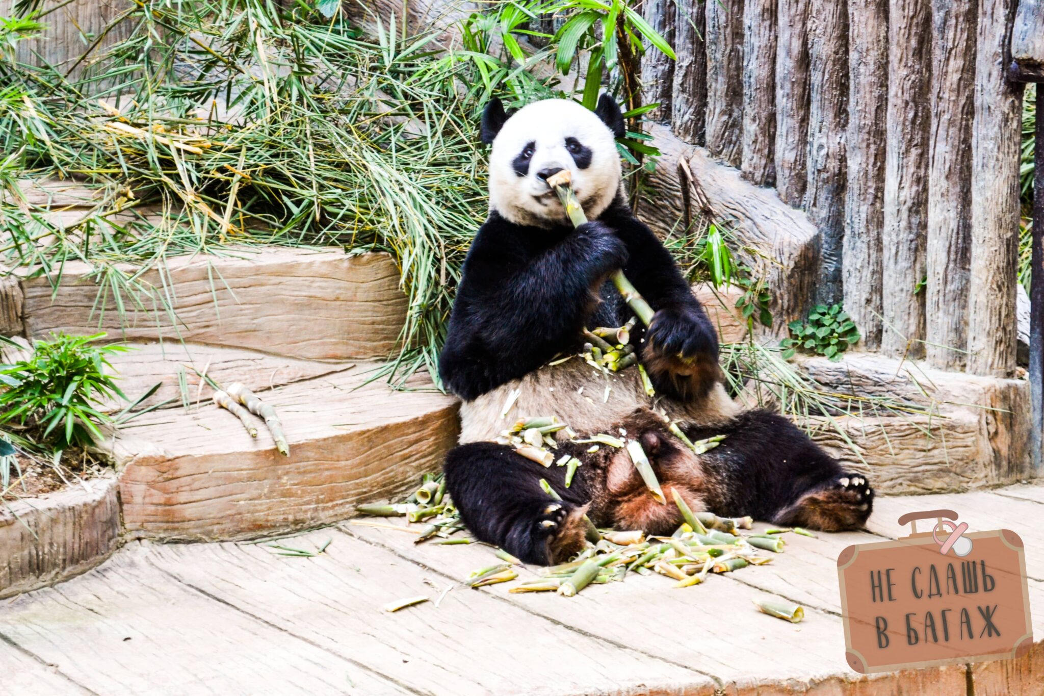 Панда в зоопарке Чиангмай во время обеда