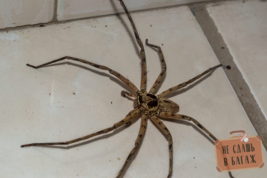 15-сантиметровый паук huntsman spider гуляет в нашем доме - рядовое событие