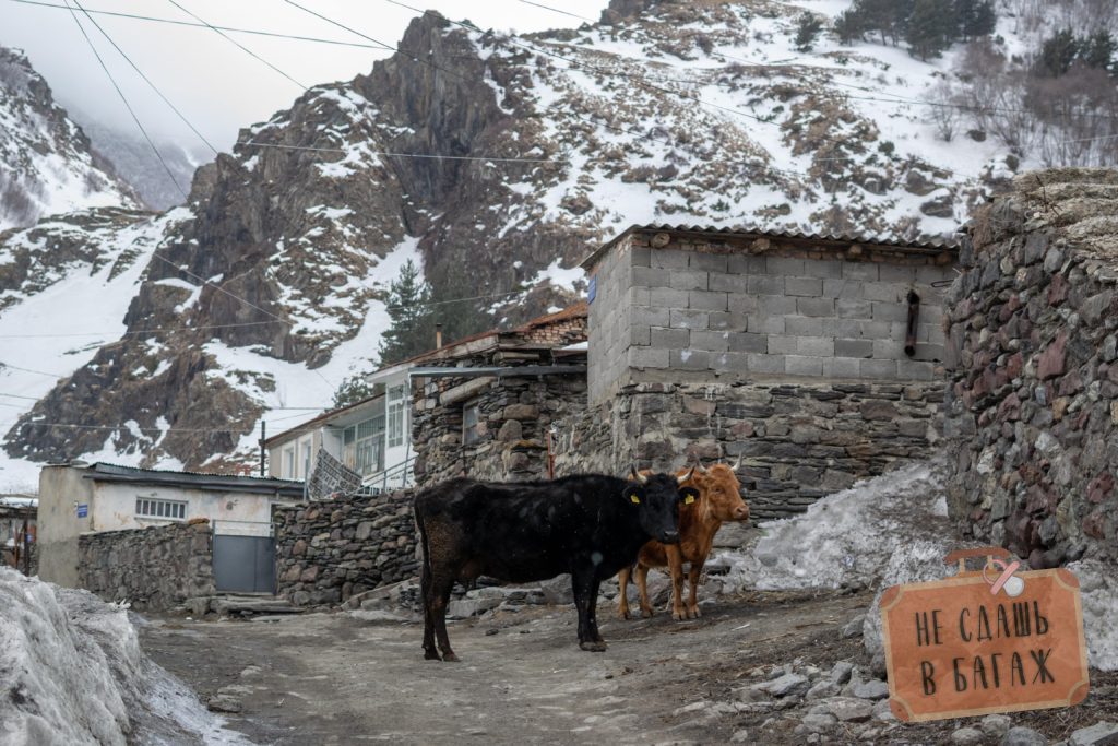 Коровы на дороге в Казбеги