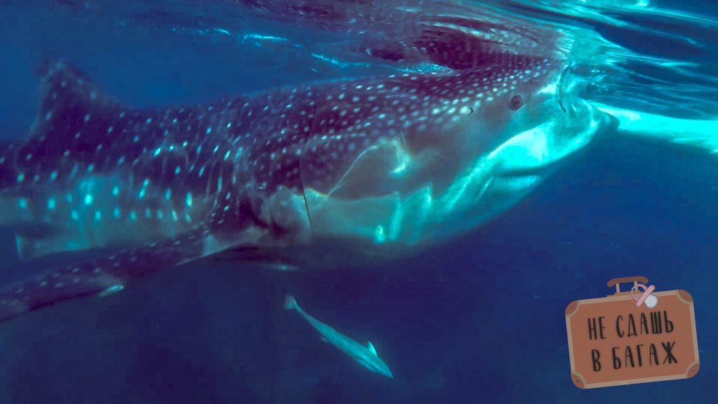 китовая акула ослоб филлипины